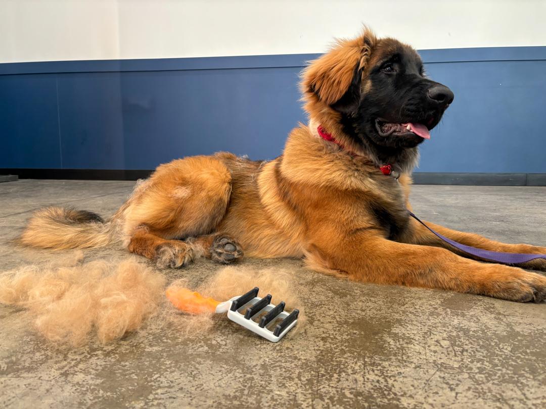 The Use of deShedding Tools in Pet Grooming