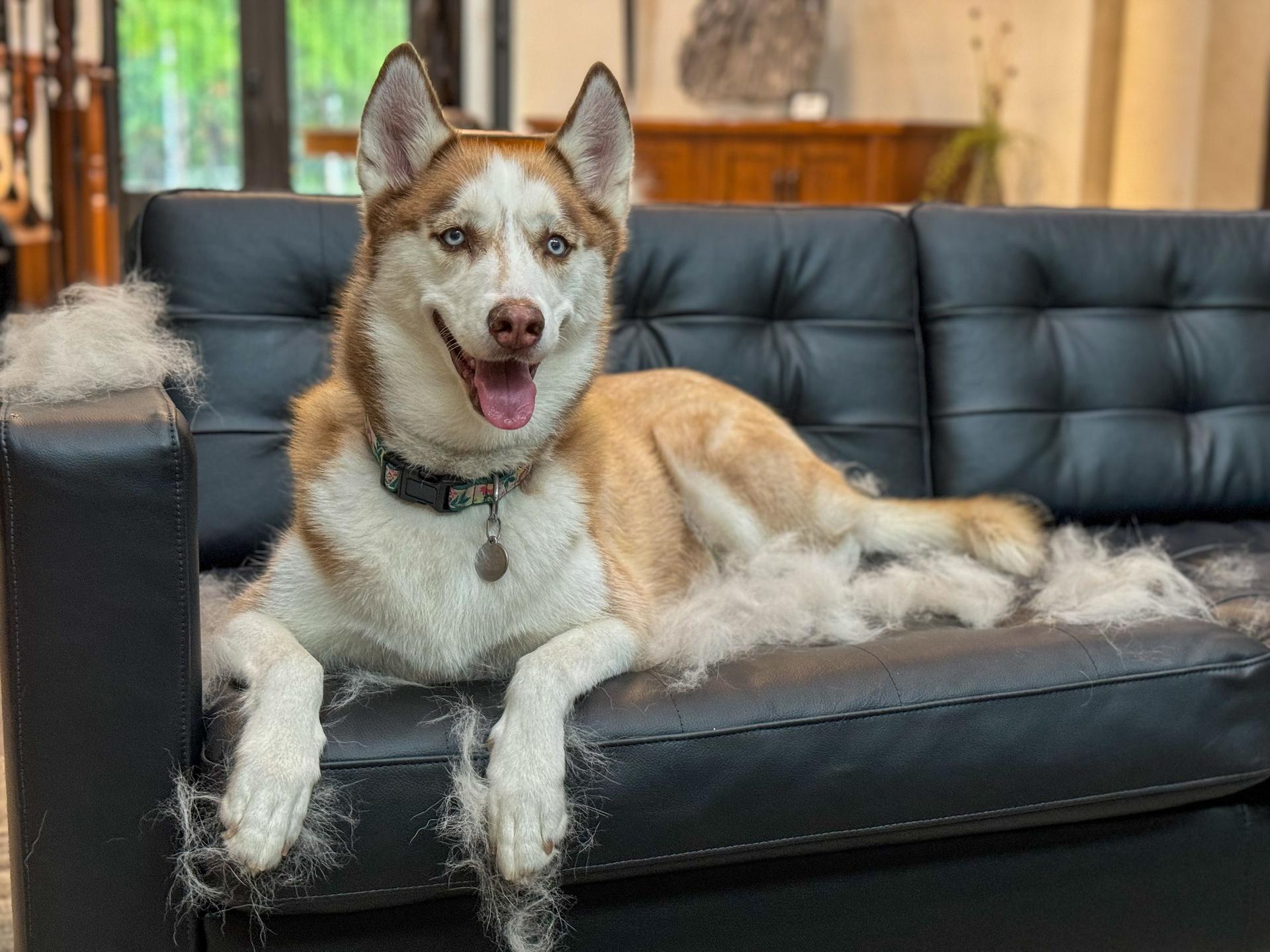 Blog post image: Shedding 101: Why Pets Shed, When They Shed, and How to Manage It