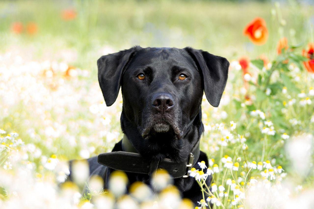 Blog post image: Breed Breakdown: The Lovable Labrador Retriever