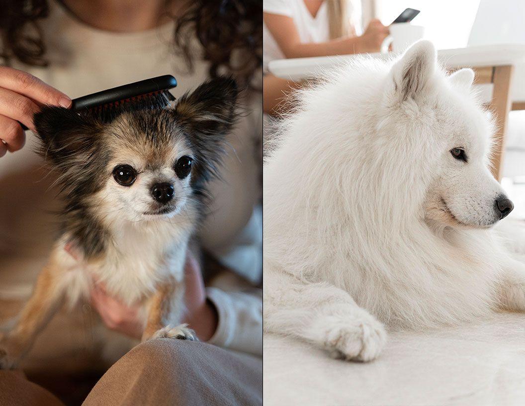 Blog post image: Brushing vs. DeShedding You Furry Friend