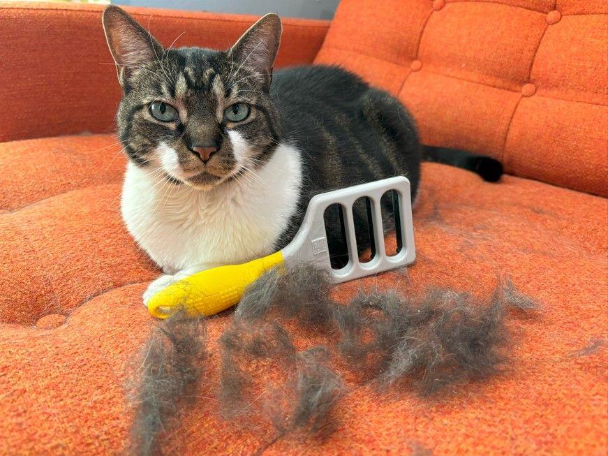 How to Eliminate Hairballs through Cat deShedding